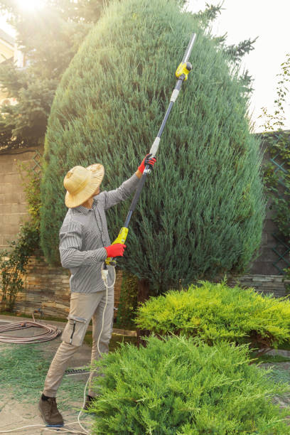 Best Lawn Renovation and Restoration  in Rohnert Park, CA